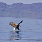 A boat trip from the Isle of mull