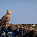 White Tailed Eagle, Isle of Mull