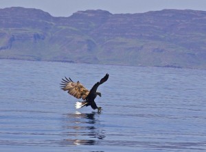 A boat trip from the Isle of mull