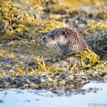 Otter - Isle of Mull-8
