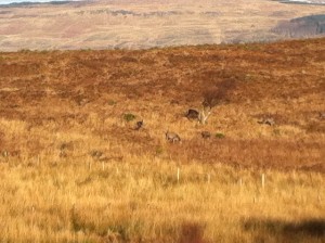 visitor reviews Isle of mull